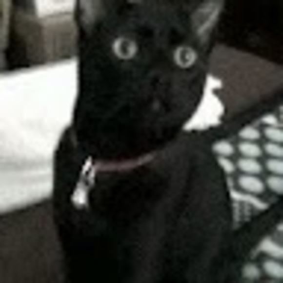 Meet your Posher, Angelita - Picture 1 of 1